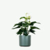 Golden Pothos Pole