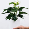 Golden Pothos Pole - Imagen 2
