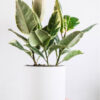 Calathea Beauty Star - Imagen 2